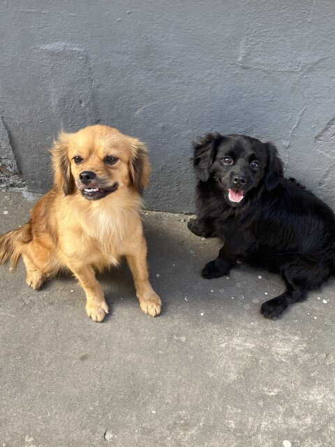 11 Months Pomeranian X Cocker Spaniel Pups