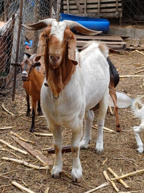 Ram Goat And Ram Sheeps