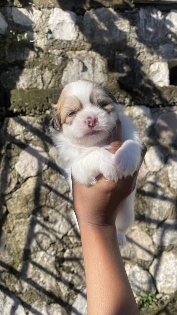 Pomeranian - Shih Tzu Pups