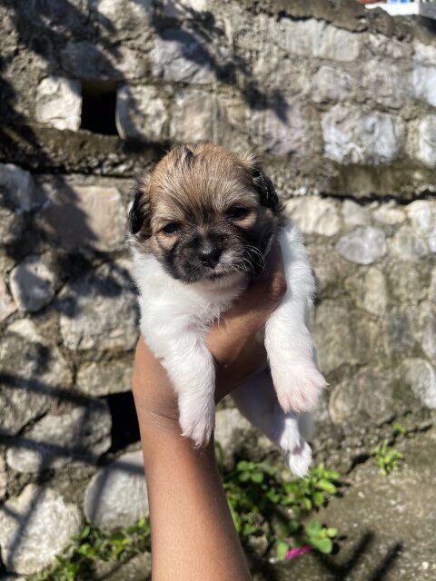 Pomeranian - Shih Tzu Pups