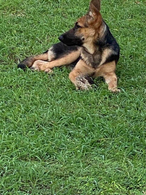 Female German Shepherd  8 Months Old