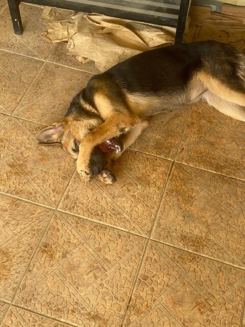 Female German Shepherd 9 Month Old