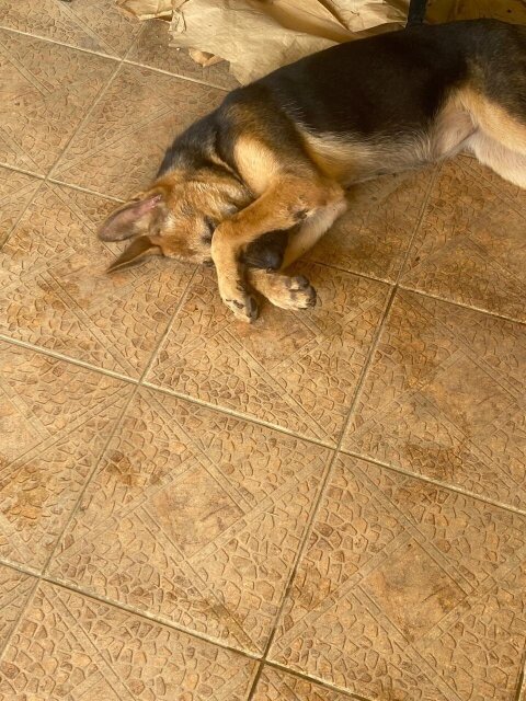 Female German Shepherd 9 Month Old