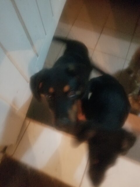 Rotty/Shepard Mix Puppies Two Left