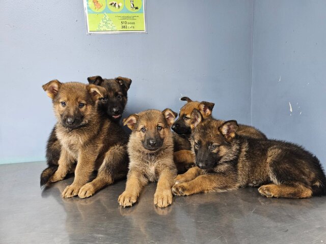 Unregistered German Shepherd Puppies For SALE