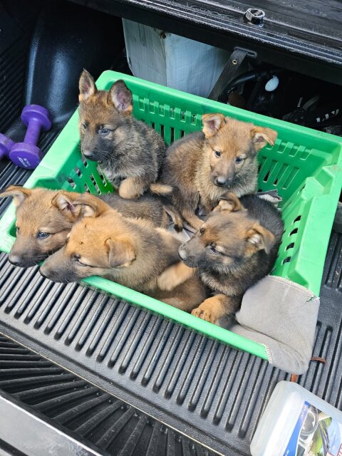 Unregistered German Shepherd Puppies For SALE