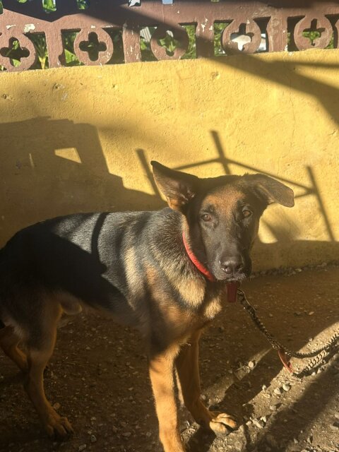 6 Month Old GERMAN SHEPHERD FOR SALE