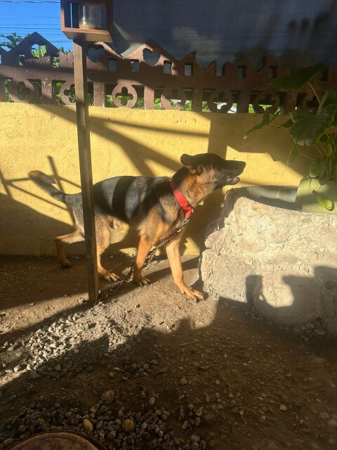 6 Month Old GERMAN SHEPHERD FOR SALE