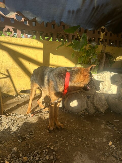 6 Month Old GERMAN SHEPHERD FOR SALE