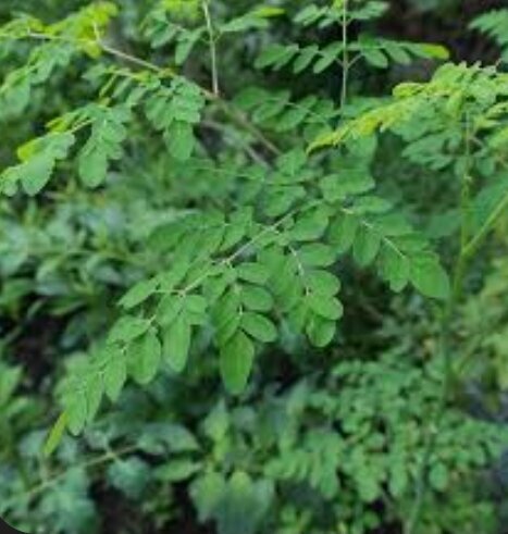 Moringa Powder For Sale