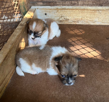 Jamaican Breed Pomeranian Mix Puppies 