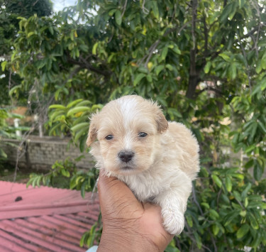 Shihzu Poodle Mix