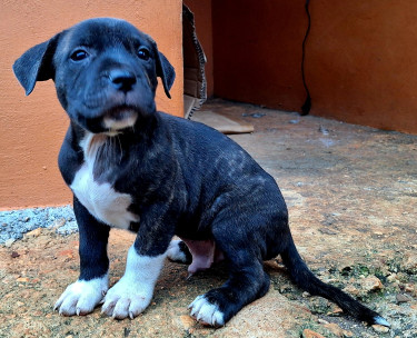 2 American Bully Puppies For  (1 Male, 1 Female)