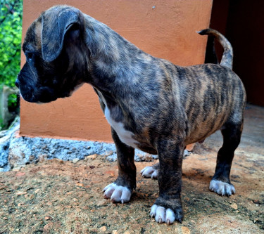 4 American Bully Puppies Christmas Sale