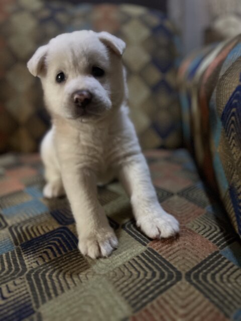 Male Akita Available In One Week Time