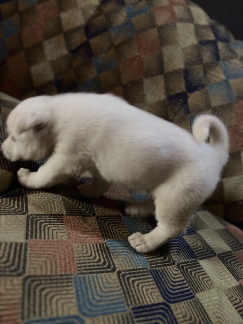 Male Akita Available In One Week Time