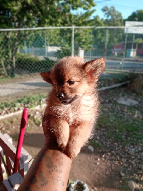 Pomeranian Shitsu Mix Female