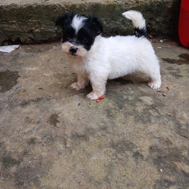 Shih Poo Puppies-Christmas SALE RIGHT NOW