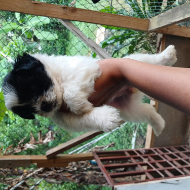 Shih Poo Puppies-Christmas SALE RIGHT NOW