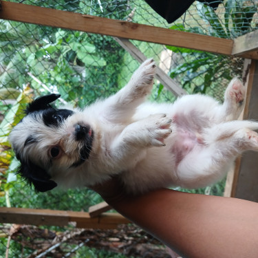 Shih Poo Puppies-Christmas SALE RIGHT NOW