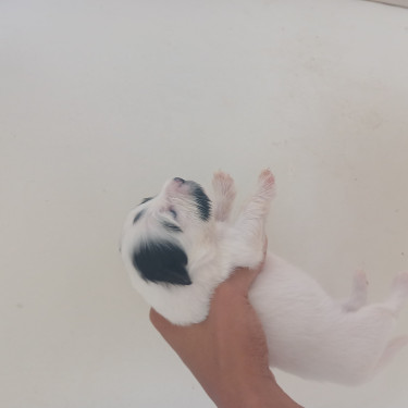 Shih Poo Puppies 