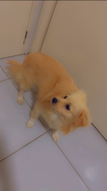 Pomeranian Mix