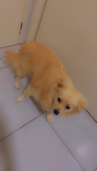 Pomeranian Mix