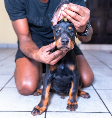 9 Weeks Old Registered Doberman Pups For Sale