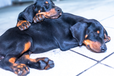 9 Weeks Old Registered Doberman Pups For Sale