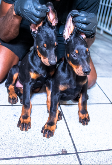 9 Weeks Old Registered Doberman Pups For Sale