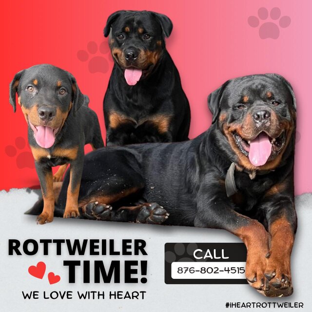 Rottweiler