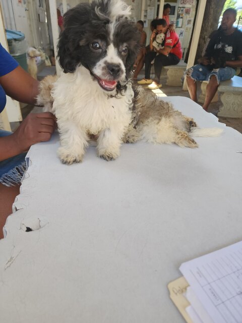 Shih Tzu Poodle