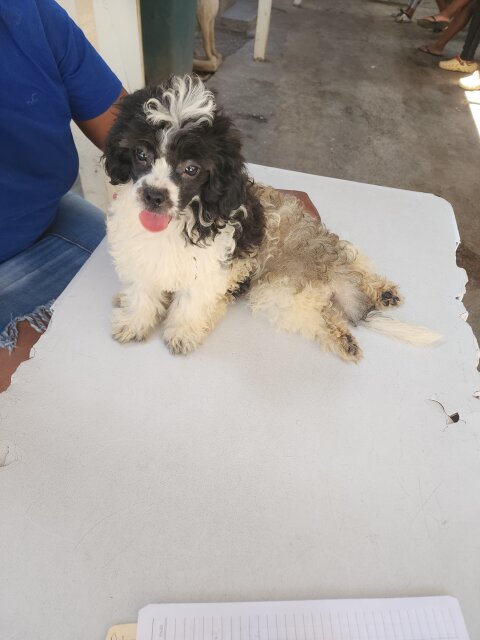 Shih Tzu Poodle