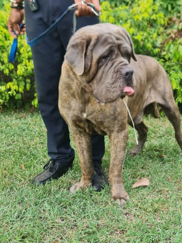 Mastiff