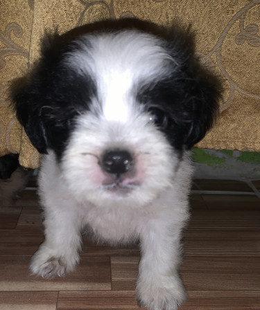 Pomeranian Mix With Poodle