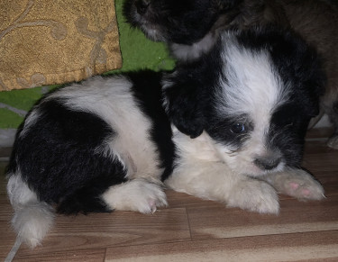 Pomeranian Mix With Poodle