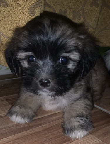 Pomeranian Mix With Poodle