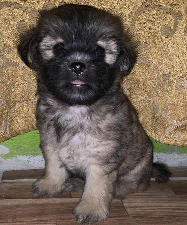 Pomeranian Mix With Poodle