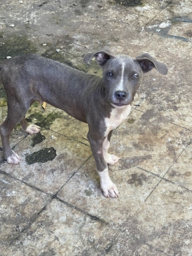 Male Pitbull Pup