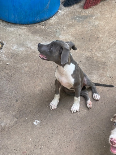 Male Pitbull Pup