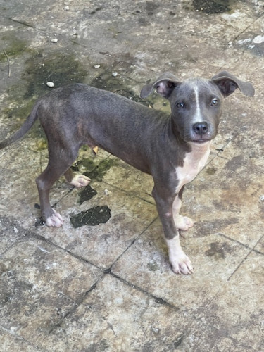 Male Pitbull Pup