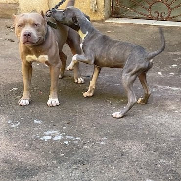 Male Pitbull Pup