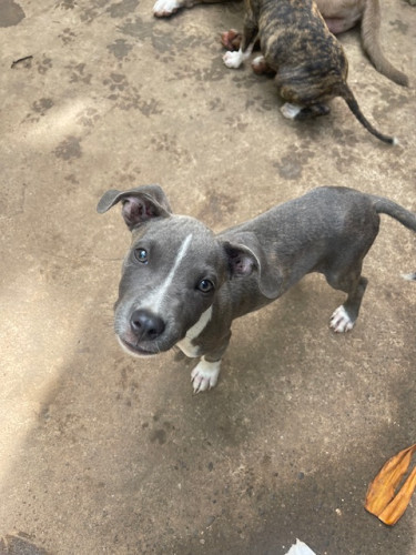 Male Pitbull Pup