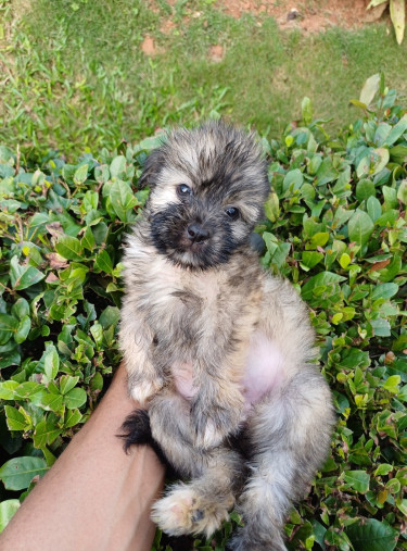 Two Full Bred Shih Tzu Puppies