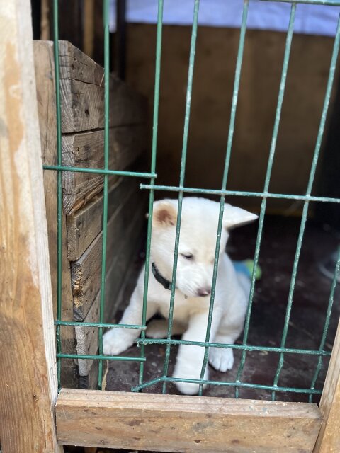 Male Akita Pup