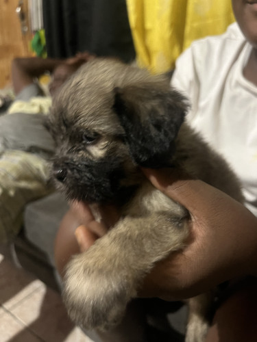 Shih Tzu Puppy First Vaccine Given