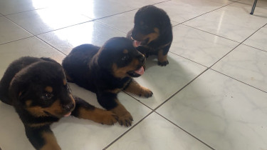 Rottweiler X German Shepherd 