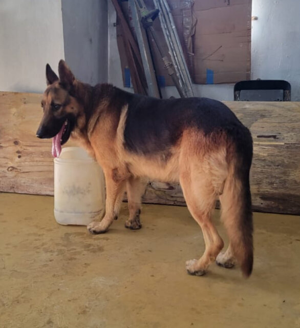 Full Bred German Shepherd (Stud Service)