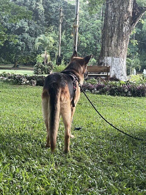 German Shepherd Stud For Mating