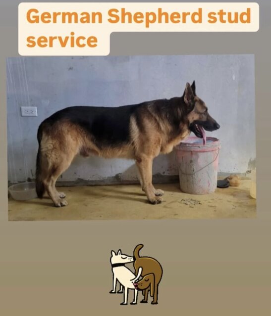 German Shepherd Stud For Mating Dogs Mandeville